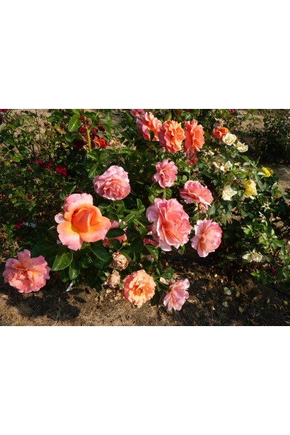 Троянда флорібунда Ізі Дас Іт на клумбі